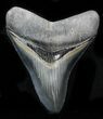 Colorful, Serrated Megalodon Tooth #32836-1